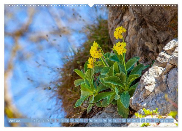 Produktbild: Meine sch&ouml;nsten Alpenblumen (Wandkalender 2026 DIN A2 quer), CALVENDO Monatskalender