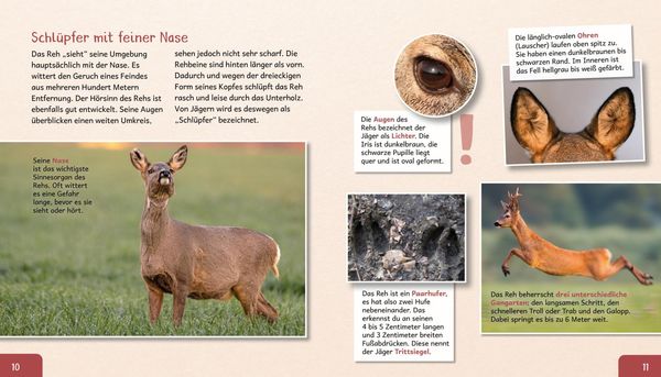 Produktbild: Meine gro&szlig;e Tierbibliothek: Das Reh