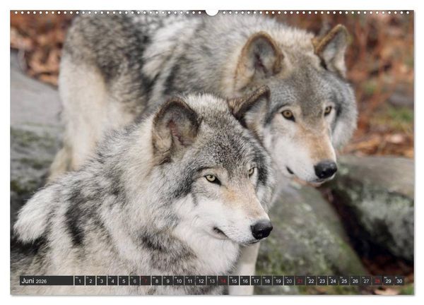 Produktbild: W&ouml;lfe. Graue Eminenzen (hochwertiger Premium Wandkalender 2026 DIN A2 quer), Kunstdruck in Hochglanz