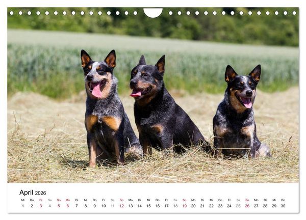 Produktbild: Faszinierende Australian Cattle Dogs (Wandkalender 2026 DIN A4 quer), CALVENDO Monatskalender