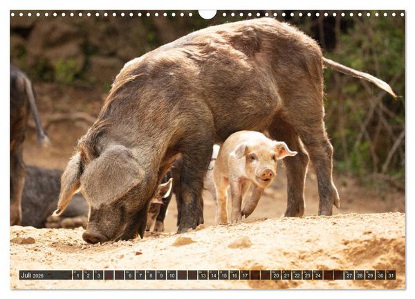 Produktbild: Korsika - s&uuml;&szlig;e, wilde Schweinchen (Wandkalender 2026 DIN A3 quer), CALVENDO Monatskalender