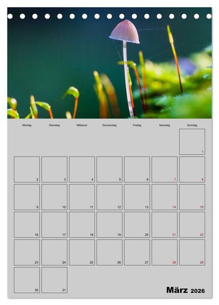 Produktbild: Quer durch die Pilze (Tischkalender 2026 DIN A5 hoch), CALVENDO Monatskalender