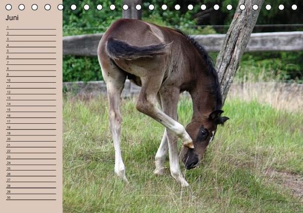 Produktbild: Der Fohlen-Geburtstagskalender (Tischkalender immerw&auml;hrend DIN A5 quer)