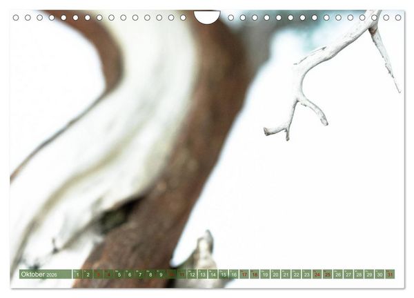 Produktbild: Bonsai ganz nah (Wandkalender 2026 DIN A4 quer), CALVENDO Monatskalender