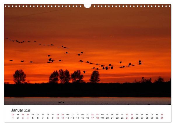 Produktbild: Zug der Kraniche (Wandkalender 2026 DIN A3 quer), CALVENDO Monatskalender