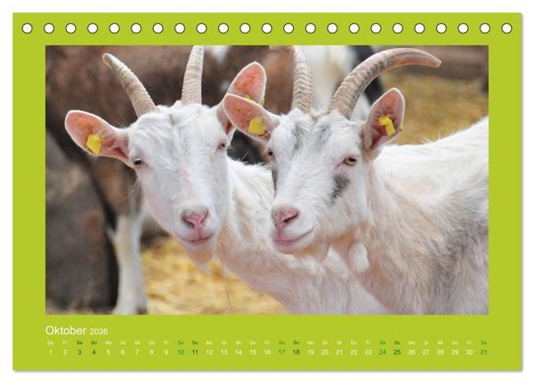 Produktbild: Ziegenkalender 2026 (Tischkalender 2026 DIN A5 quer), CALVENDO Monatskalender