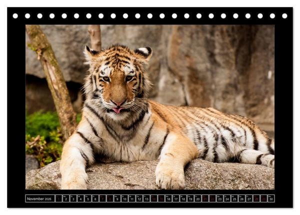 Produktbild: Tiger, L&ouml;we und Co. (Tischkalender 2026 DIN A5 quer), CALVENDO Monatskalender