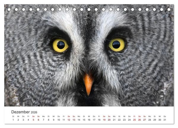 Produktbild: GREIFVOGEL- UND EULENPORTR&Auml;TS (Tischkalender 2026 DIN A5 quer), CALVENDO Monatskalender