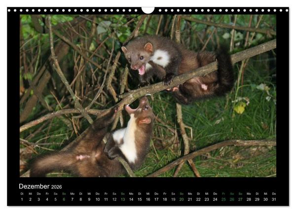 Produktbild: Marderkinder (Wandkalender 2026 DIN A3 quer), CALVENDO Monatskalender