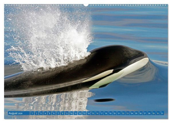 Produktbild: Orcas: Schwarz-wei&szlig;e Giganten (Wandkalender 2026 DIN A2 quer), CALVENDO Monatskalender
