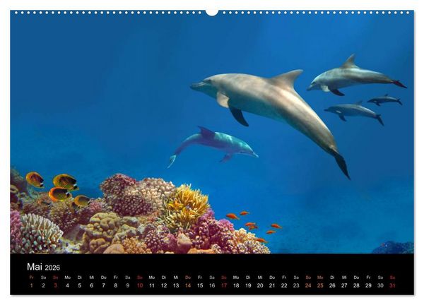 Produktbild: Riffleben - Einfach mal abtauchen (Wandkalender 2026 DIN A2 quer), CALVENDO Monatskalender