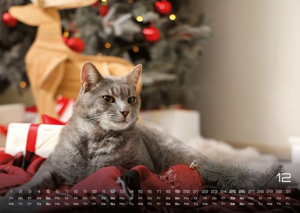 Produktbild: Miau - Unsere Stubentiger - Der Katzenkalender - 2027 - Kalender DIN A2