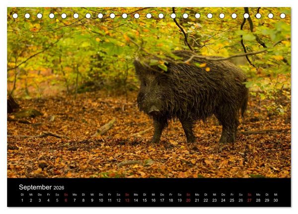 Produktbild: Wilde Wutzen. Das heimische Wildschwein (Tischkalender 2026 DIN A5 quer), CALVENDO Monatskalender