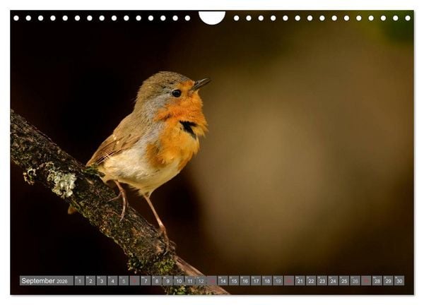 Produktbild: INNE BOTANIK - V&ouml;gel im Ruhrpott (Wandkalender 2026 DIN A4 quer), CALVENDO Monatskalender