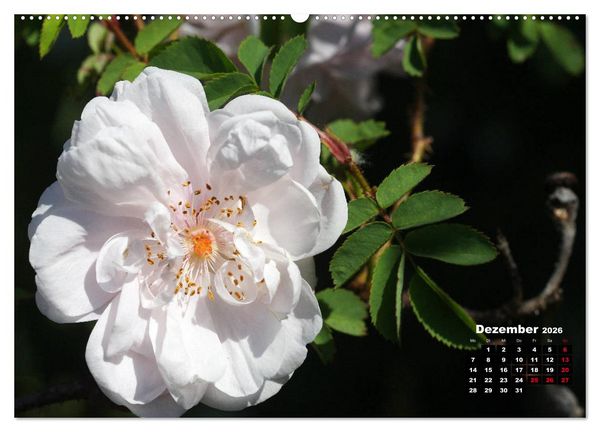 Produktbild: Magie der Rosen (hochwertiger Premium Wandkalender 2026 DIN A2 quer), Kunstdruck in Hochglanz