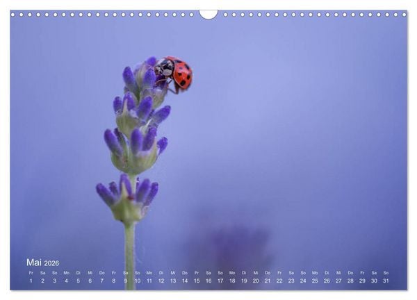 Produktbild: Eine Safari im Garten (Wandkalender 2026 DIN A3 quer), CALVENDO Monatskalender
