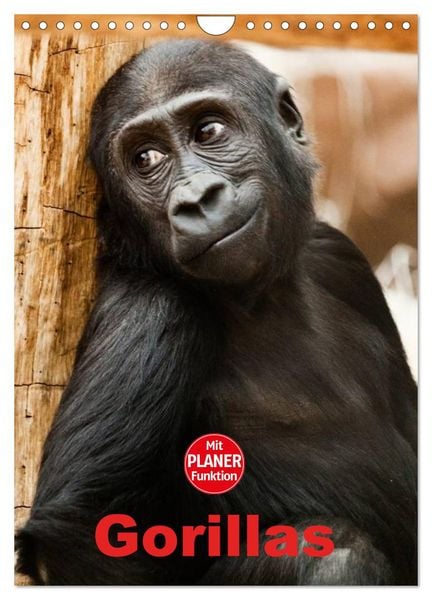 Produktbild: Gorillas (Wandkalender 2026 DIN A4 hoch), CALVENDO Monatskalender