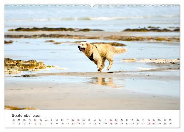 Produktbild: Golden Retriever - Die treuen Begleiter. (Wandkalender 2026 DIN A2 quer), CALVENDO Monatskalender