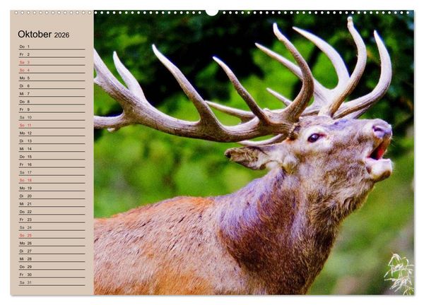 Produktbild: Rotwild. Edle Hirsche, stolze K&uuml;he (Wandkalender 2026 DIN A2 quer), CALVENDO Monatskalender
