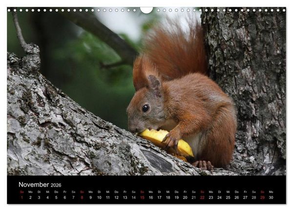 Produktbild: Artist im Garten. Das Eichh&ouml;rnchen (Wandkalender 2026 DIN A3 quer), CALVENDO Monatskalender