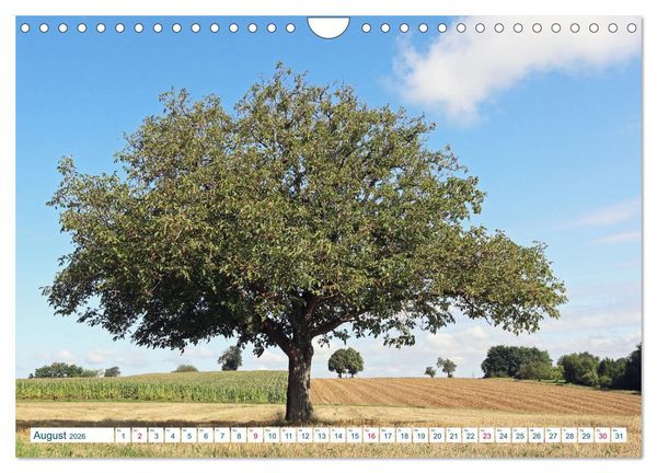 Produktbild: Ein Nussbaum von Januar bis Dezember (Wandkalender 2026 DIN A4 quer), CALVENDO Monatskalender