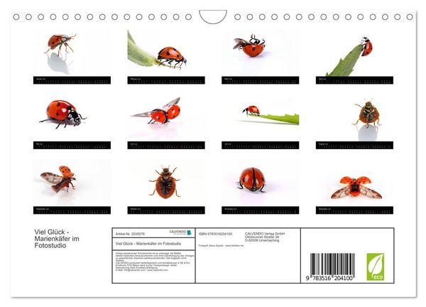 Produktbild: Viel Gl&uuml;ck - Marienk&auml;fer im Fotostudio (Wandkalender 2026 DIN A4 quer), CALVENDO Monatskalender