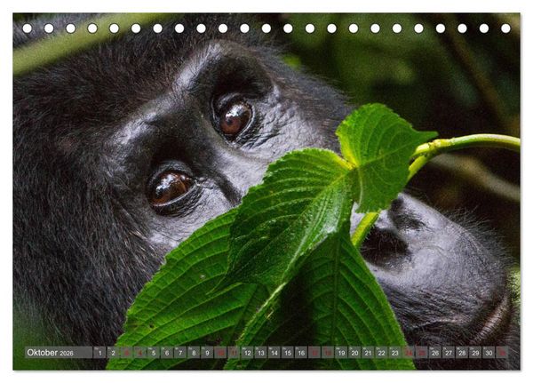 Produktbild: Gorillas ohne Nebel (Tischkalender 2026 DIN A5 quer), CALVENDO Monatskalender