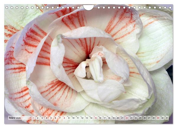 Produktbild: Amaryllis-Bl&uuml;ten (Wandkalender 2026 DIN A4 quer), CALVENDO Monatskalender