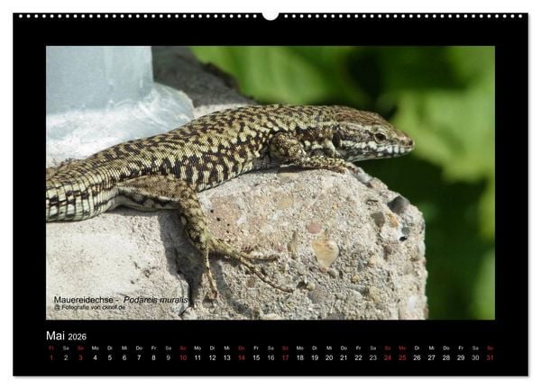 Produktbild: Wildtiere (Wandkalender 2026 DIN A2 quer), CALVENDO Monatskalender