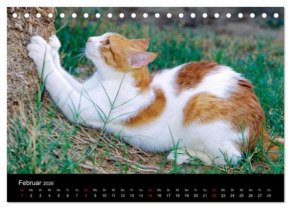 Produktbild: Katzen (Tischkalender 2026 DIN A5 quer), CALVENDO Monatskalender
