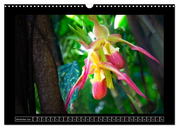 Produktbild: Frauenschuhe - die sch&ouml;nsten Orchideen der Welt (Wandkalender 2026 DIN A3 quer), CALVENDO Monatskalender