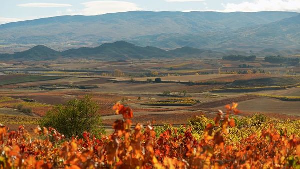 Produktbild: Das Land der tausend Weine (OmU)