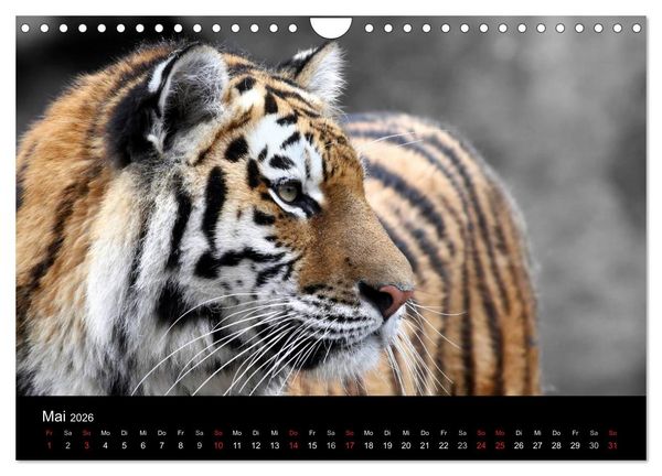 Produktbild: Tiere unserer Erde (Wandkalender 2026 DIN A4 quer), CALVENDO Monatskalender