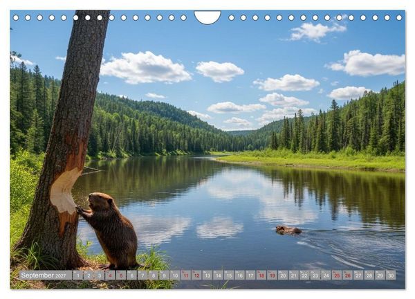 Produktbild: Biberwelt (Wandkalender 2027 DIN A4 quer), CALVENDO Monatskalender