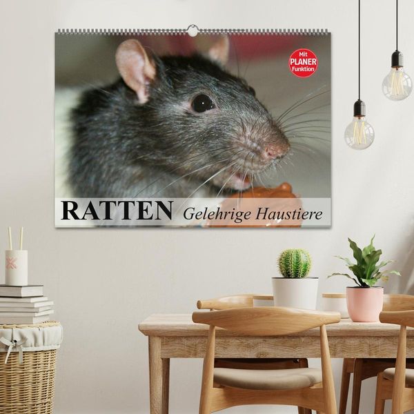 Produktbild: Ratten. Gelehrige Haustiere (Wandkalender 2026 DIN A2 quer), CALVENDO Monatskalender