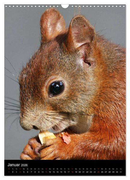 Produktbild: Eichh&ouml;rnchen (Wandkalender 2026 DIN A3 hoch), CALVENDO Monatskalender