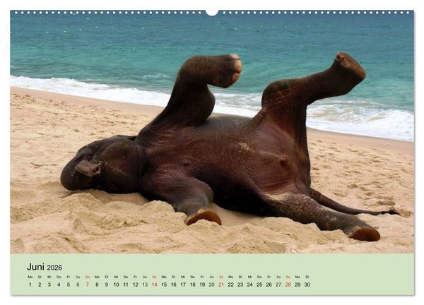 Produktbild: Elefanten. Badespa&szlig; am Strand (Wandkalender 2026 DIN A2 quer), CALVENDO Monatskalender
