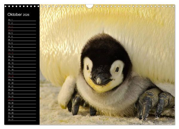 Produktbild: Pinguine - Kaiser- und K&ouml;nigspinguine (Wandkalender 2026 DIN A3 quer), CALVENDO Monatskalender