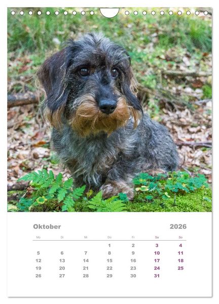 Produktbild: Dackel(augen)blicke (Wandkalender 2026 DIN A4 hoch), CALVENDO Monatskalender