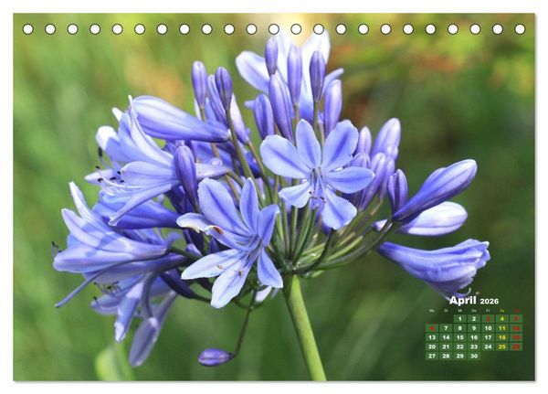 Produktbild: Sommerliche Bl&uuml;tentr&auml;ume (Tischkalender 2026 DIN A5 quer), CALVENDO Monatskalender