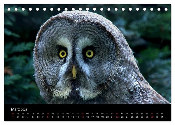 Produktbild: Greifv&ouml;gel (Tischkalender 2026 DIN A5 quer), CALVENDO Monatskalender