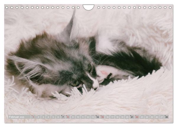 Produktbild: Katzen Pers&ouml;nlichkeiten 2026 (Wandkalender 2026 DIN A4 quer), CALVENDO Monatskalender