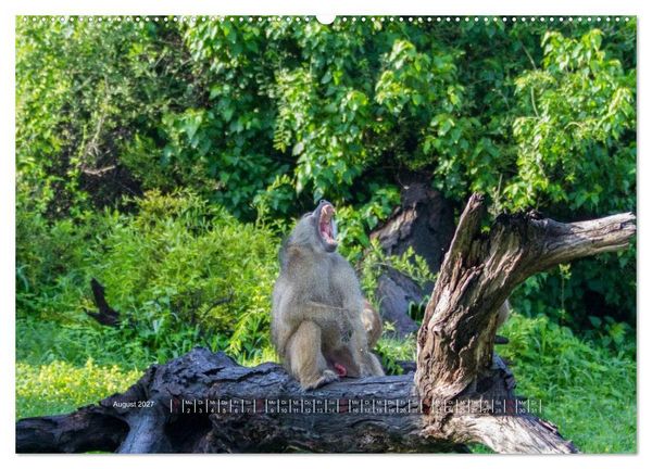 Produktbild: Abenteuer Botswana Afrika - Adventure Botswana (hochwertiger Premium Wandkalender 2027 DIN A2 quer), Kunstdruck in Hochglanz