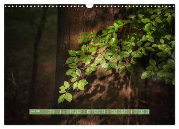 Produktbild: Zauber des Lichts (Wandkalender 2026 DIN A3 quer), CALVENDO Monatskalender