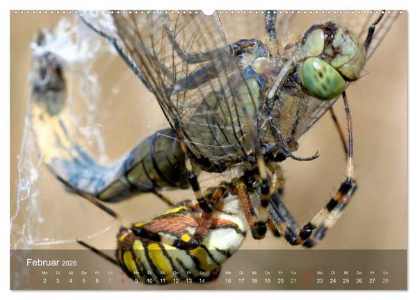 Produktbild: Faszination Spinnen (Wandkalender 2026 DIN A2 quer), CALVENDO Monatskalender