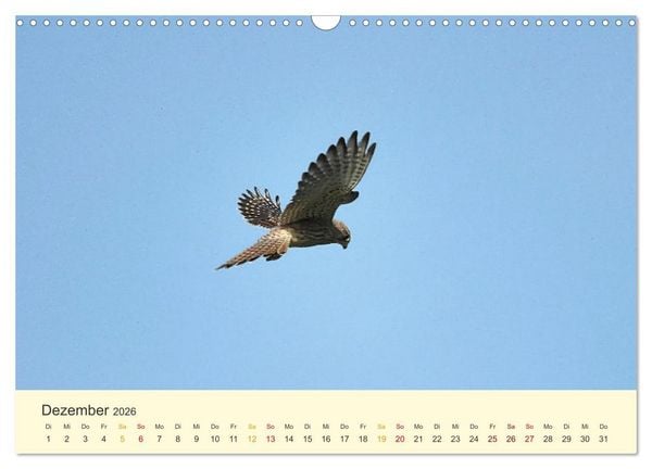 Produktbild: Im Revier der Falken (Wandkalender 2026 DIN A3 quer), CALVENDO Monatskalender