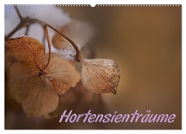 Produktbild: Hortensientr&auml;ume (Wandkalender 2027 DIN A2 quer), CALVENDO Monatskalender