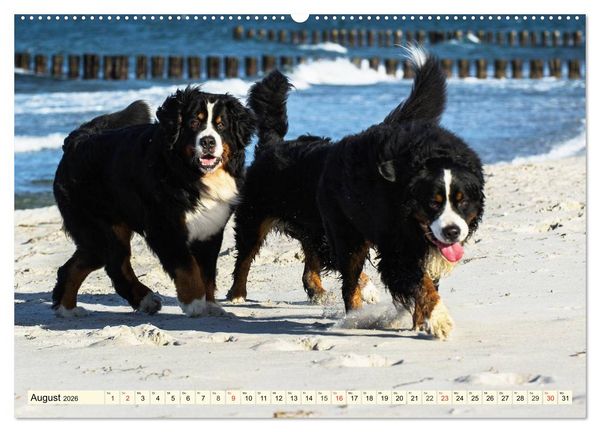Produktbild: Berner Sennenhunde am Strand (hochwertiger Premium Wandkalender 2026 DIN A2 quer), Kunstdruck in Hochglanz