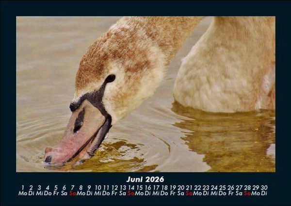 Produktbild: V&ouml;gel 2026 Fotokalender DIN A5