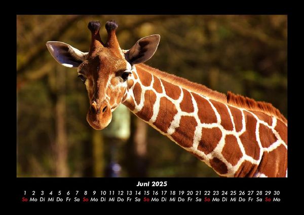 Produktbild: Giraffen 2025 Fotokalender DIN A3